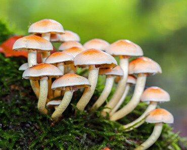 mushroom head ladyboy dicks